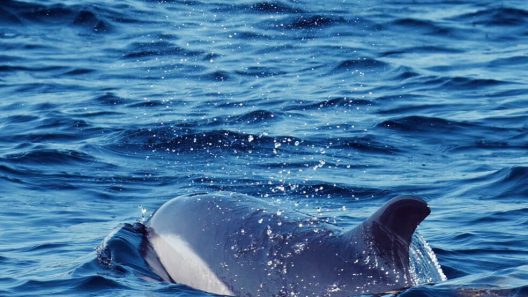dauphins Garonne, dauphins Bordeaux, apparition dauphins, pont Chaban-Delmas, faune marine Bordeaux, dauphins fleuve, biodiversité Garonne, observation dauphins, dauphins en ville, phénomène rare Bordeaux