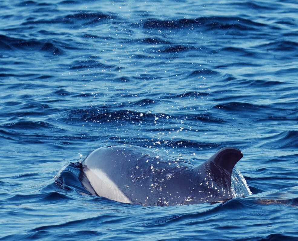 dauphins Garonne, dauphins Bordeaux, apparition dauphins, pont Chaban-Delmas, faune marine Bordeaux, dauphins fleuve, biodiversité Garonne, observation dauphins, dauphins en ville, phénomène rare Bordeaux