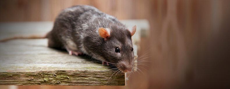 Samira Sammour, insalubrité, rongeurs, bailleur social bordeaux métropole, logement décent, nuisibles, responsabilité locataire, dératisation, santé publique, Aquitanis, infestation souris