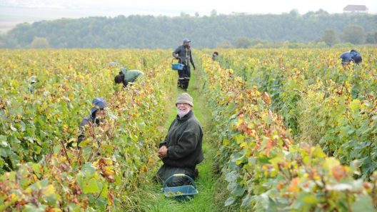 Bordeaux : une récolte 2024 historiquement basse et des surfaces viticoles en déclin