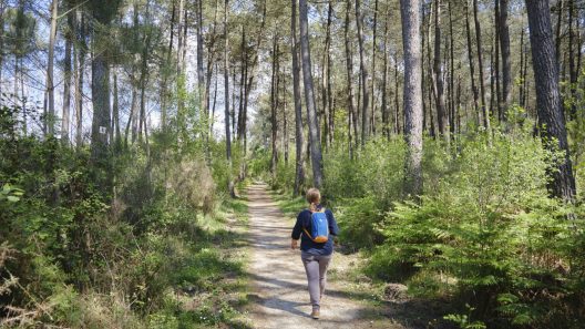 Les forêts secrètes de Gironde : échappées sauvages loin des sentiers battus
