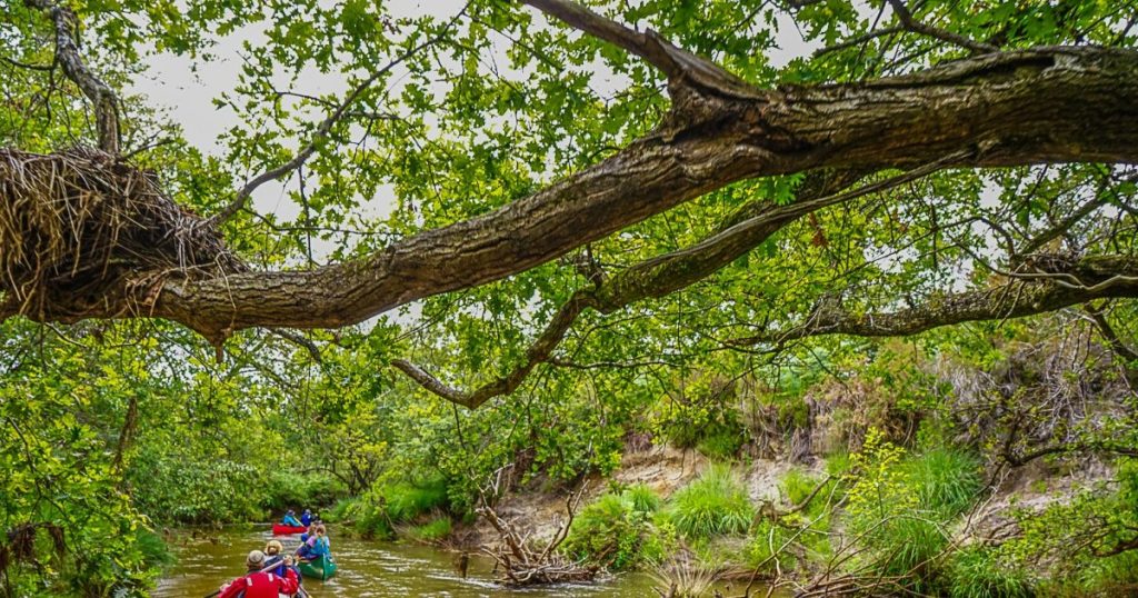 Les forêts secrètes de Gironde : échappées sauvages loin des sentiers battus