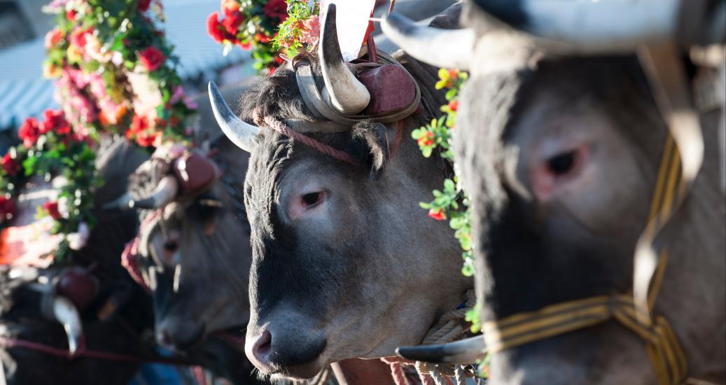 Bazas célèbre la race bazadaise dans une fête ancrée depuis plus de sept siècles