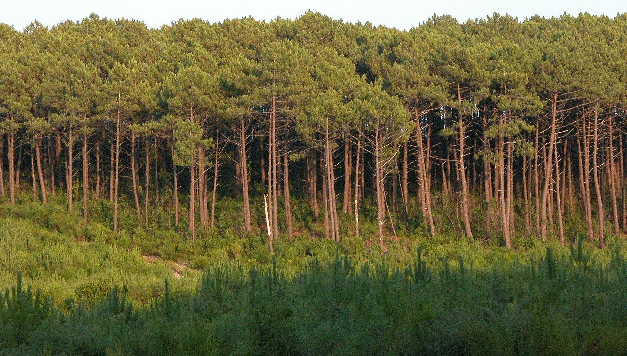 Les forêts secrètes de Gironde : échappées sauvages loin des sentiers battus