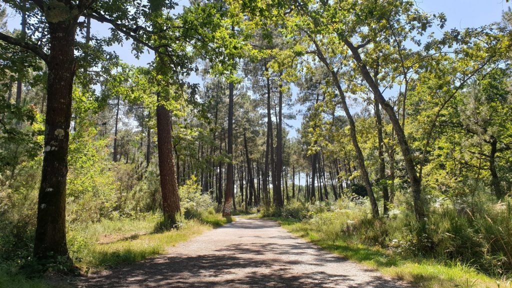 Les forêts secrètes de Gironde : échappées sauvages loin des sentiers battus