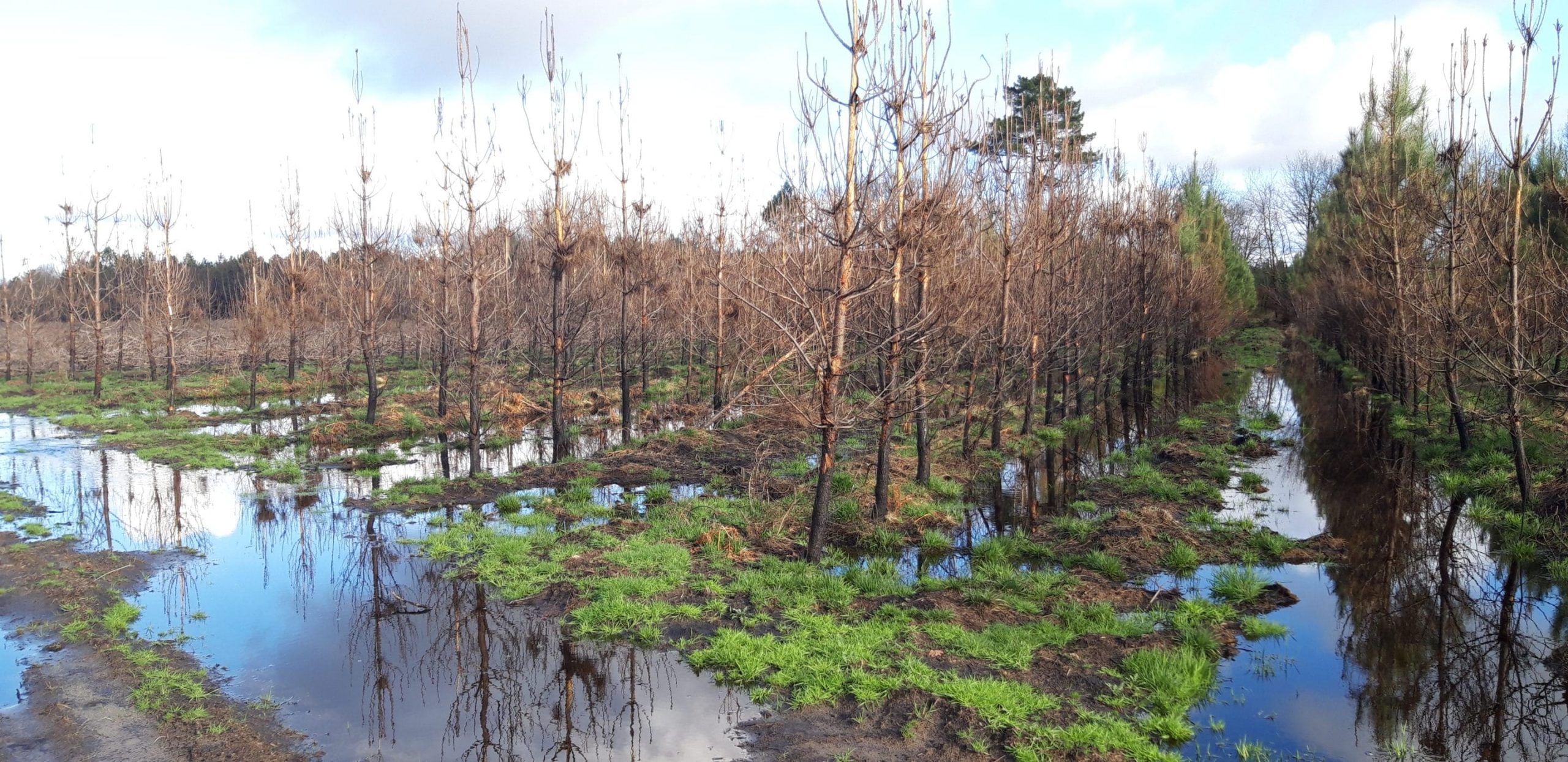 Hostens : une Réserve Biologique pour restaurer la forêt après les incendies de 2022