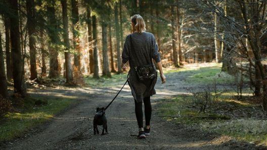 Bordeaux : vague d’empoisonnements de chiens, l’inquiétude monte dans la métropole