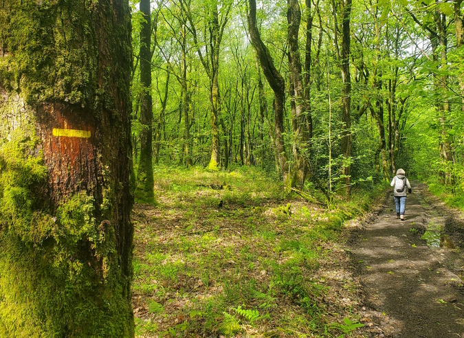 Les forêts secrètes de Gironde : échappées sauvages loin des sentiers battus