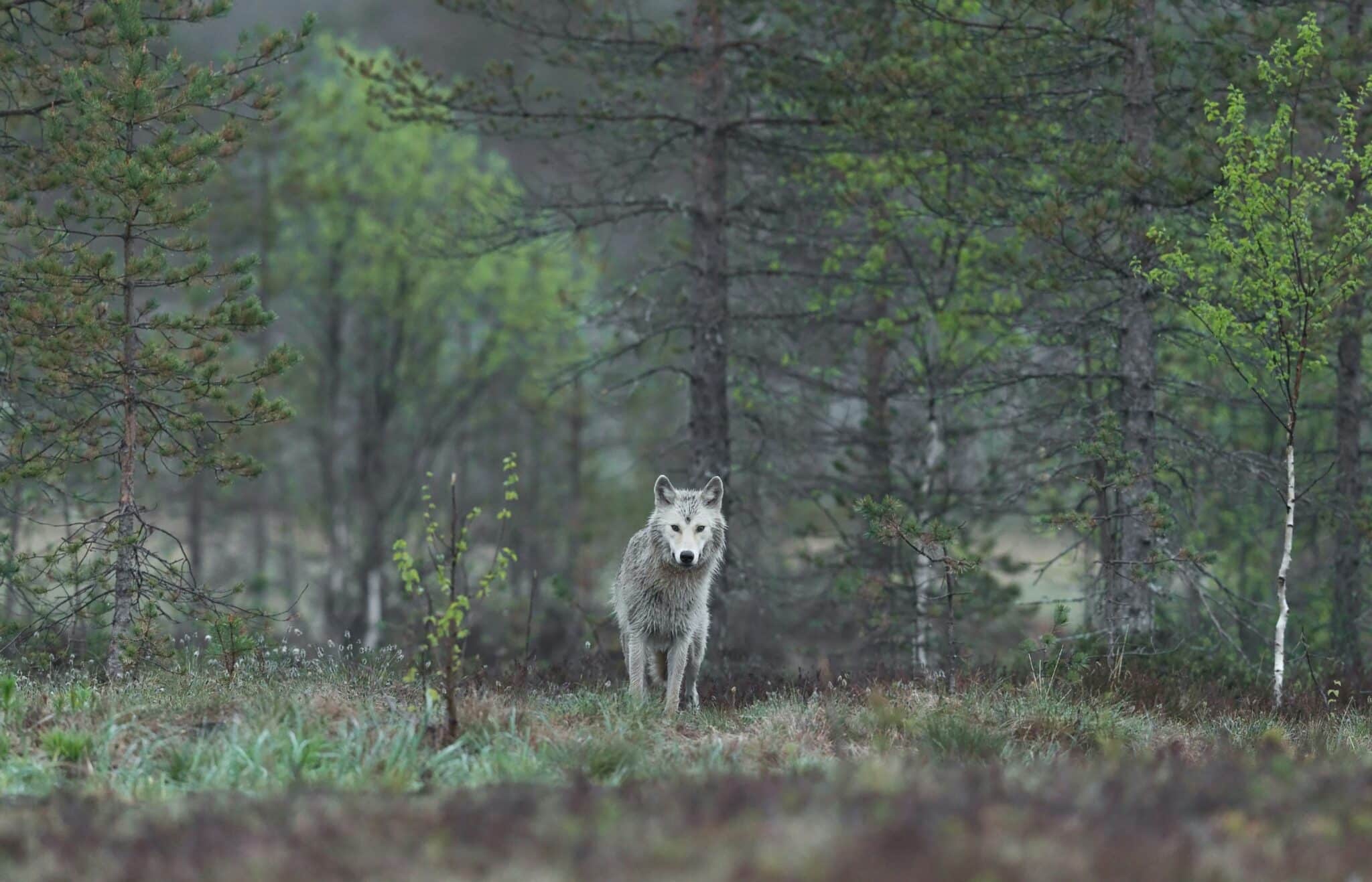 Gironde : Face au retour du loup, l’État renforce son aide aux éleveurs