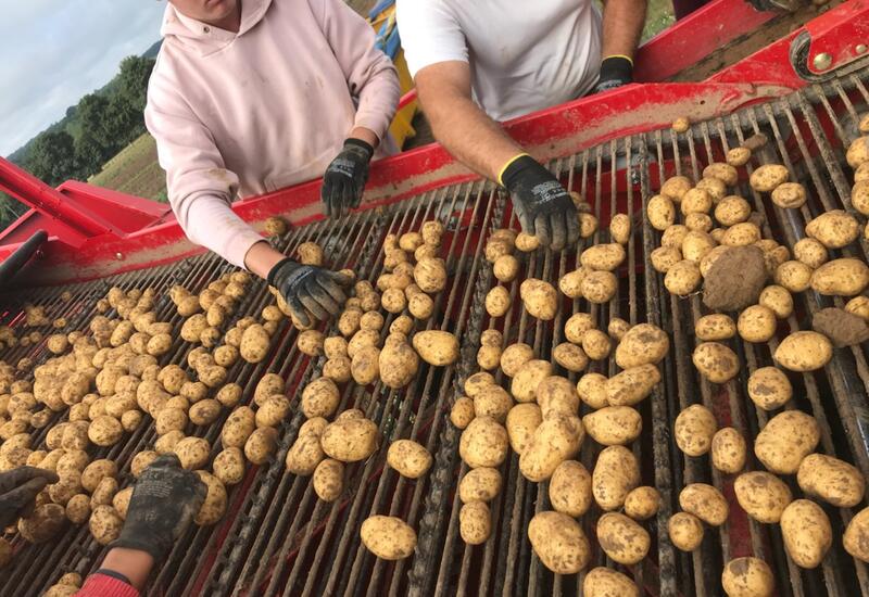 Saint-Jean-d’Illac : Pommes de terre à 0,99 euro, un producteur girondin face à un engouement inédit