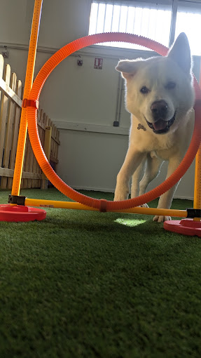 Dog-Day Club : à Floirac, un club cinq étoiles pour chiens ouvre ses portes