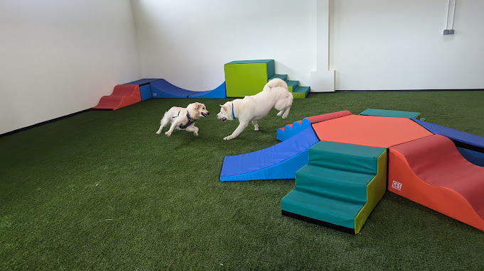 Dog-Day Club : à Floirac, un club cinq étoiles pour chiens ouvre ses portes