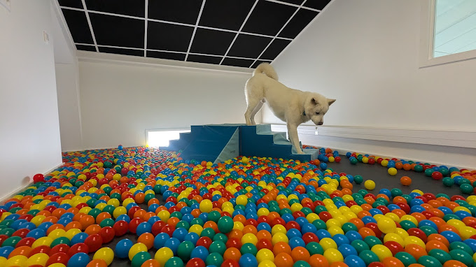 Dog-Day Club : à Floirac, un club cinq étoiles pour chiens ouvre ses portes