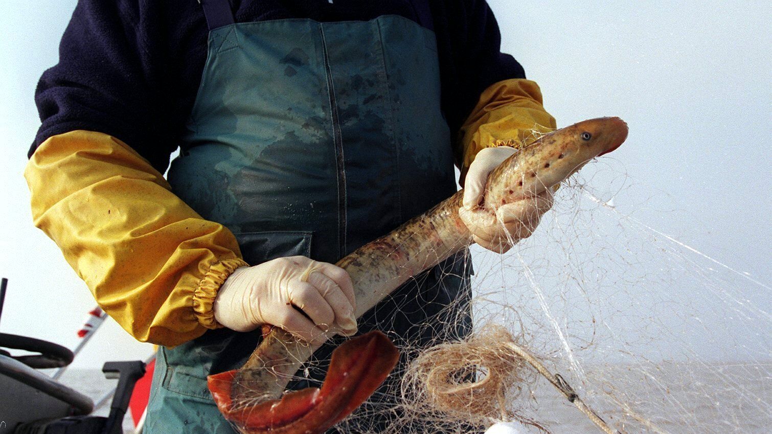 Nouvelle bataille judiciaire autour de la pêche à la lamproie en Dordogne