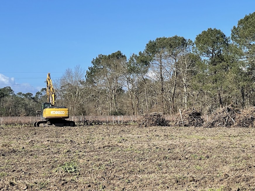 Viticulture en Gironde : un territoire en pleine mutation face aux arrachages et à la diversification