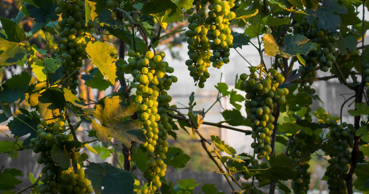 Viticulture girondine en crise : Univitis vend ses actifs pour tenter de survivre