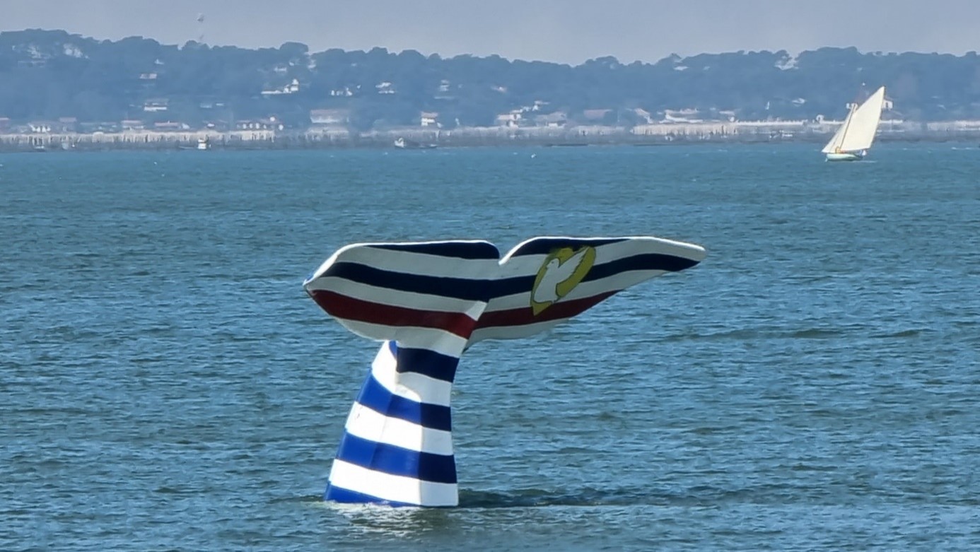 Symbole flottant et message d’amour : la queue de la baleine revient à Arcachon