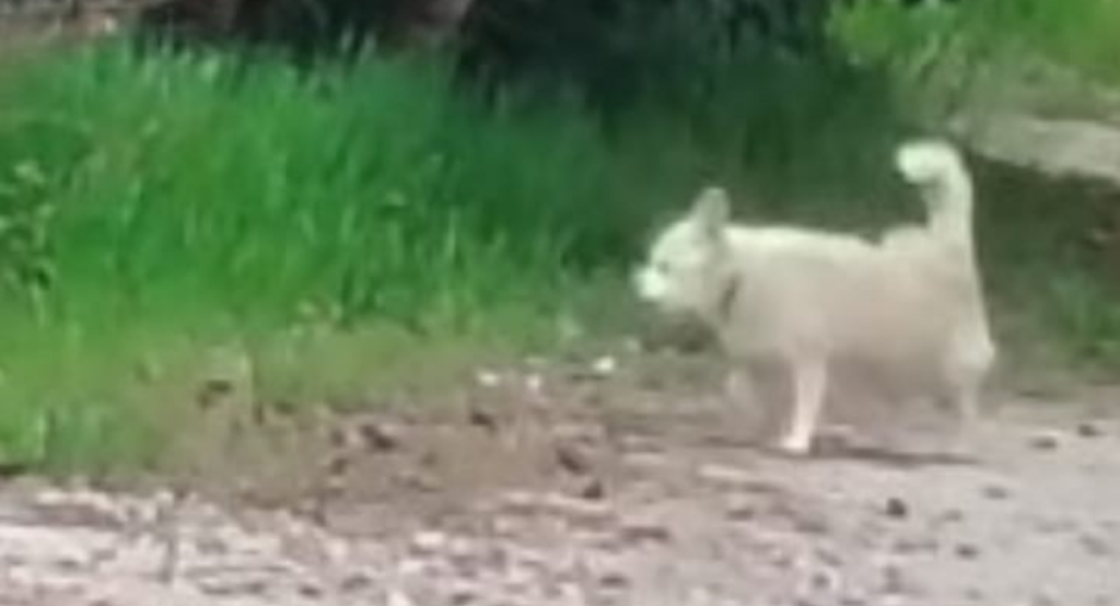 Parempuyre : un tout petit chien blanc met tout un quartier à cran, le voisinage réclame des mesures urgentes