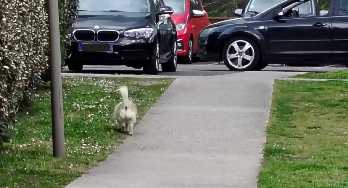 Parempuyre : un tout petit chien blanc met tout un quartier à cran, le voisinage réclame des mesures urgentes
