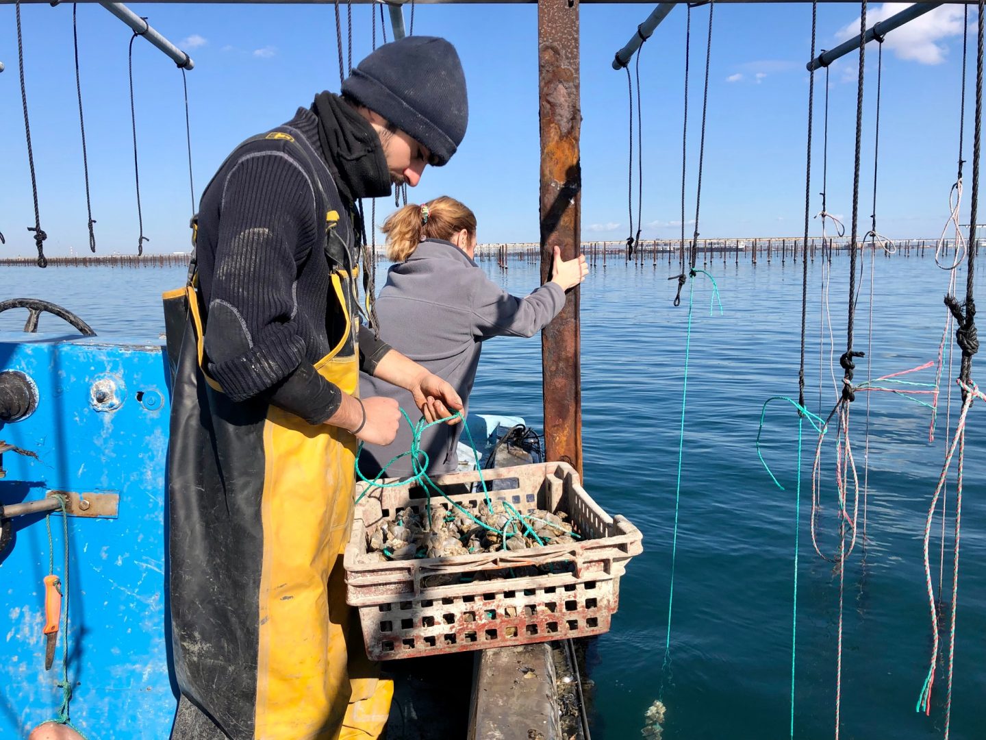 Gujan-Mestras : les ostréiculteurs du bassin d’Arcachon face à une mortalité record des huîtres