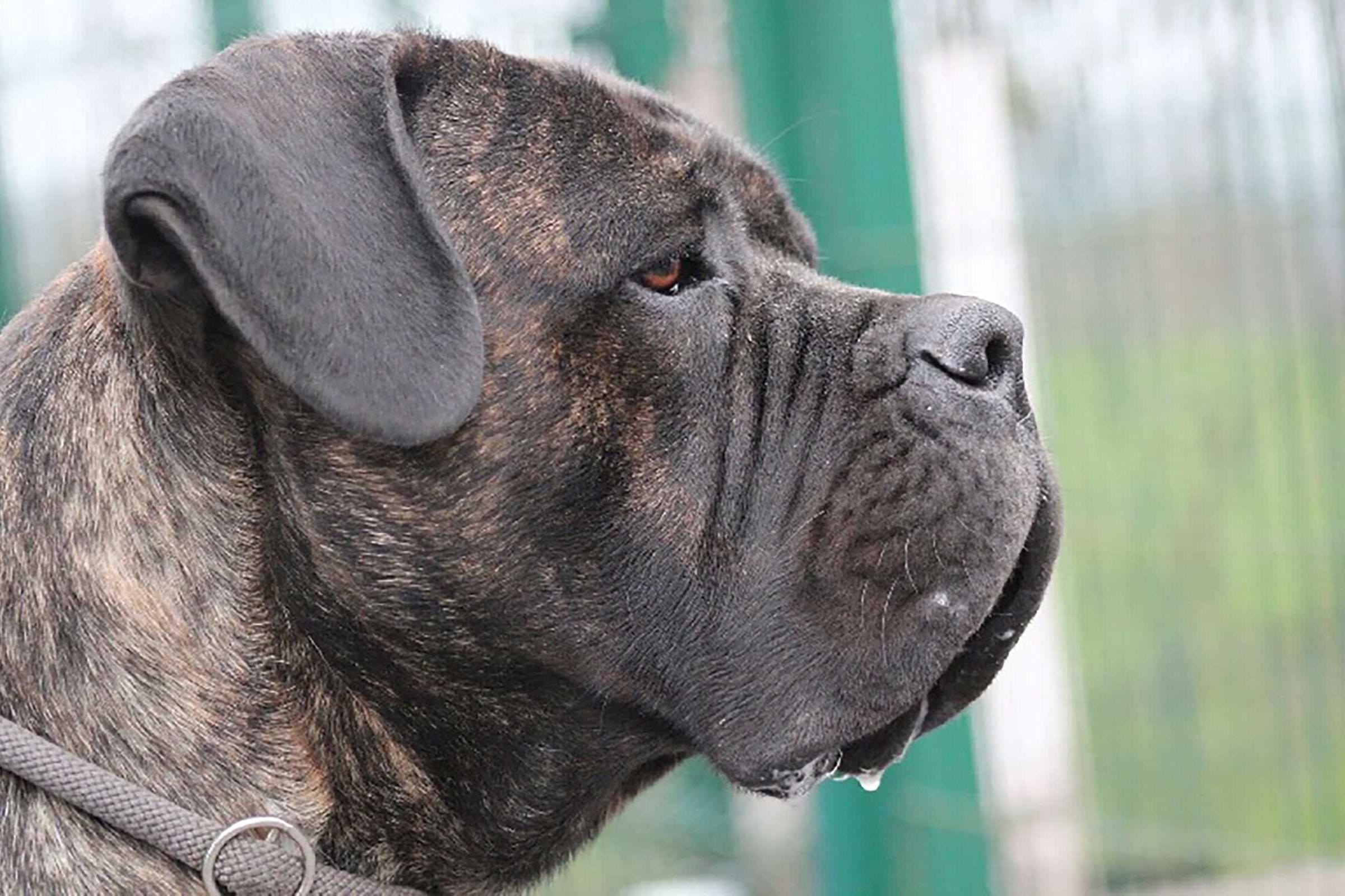 Libourne : deux Cane Corso sèment la terreur en pleine rue, un gendarme blessé