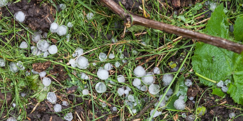 Grêle à Langon : de lourds dégâts sur les vignes après l’orage du 10 mai