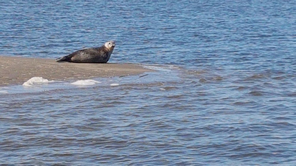 Des phoques se reposent sur le banc du Toulinguet : un passage discret mais remarqué
