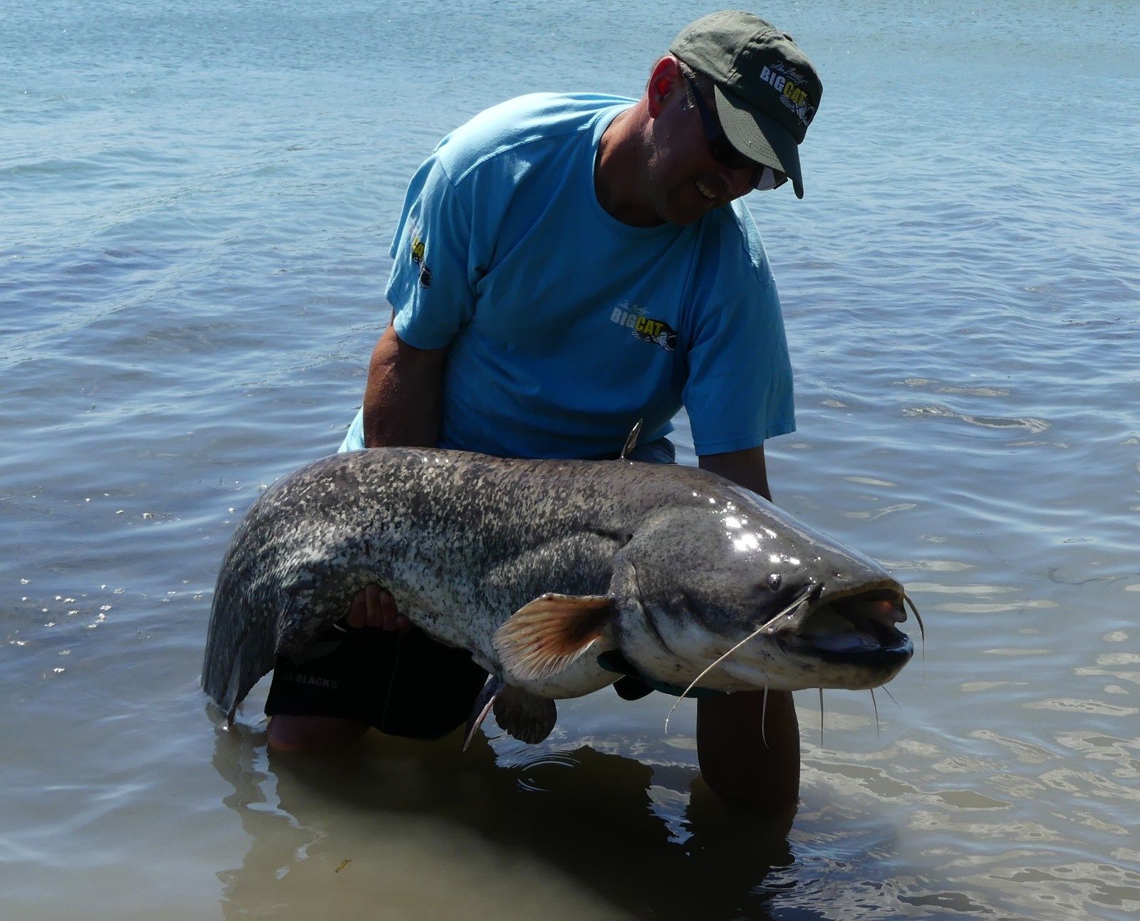 Régulation du silure : quand les moyens manquent, la colère monte