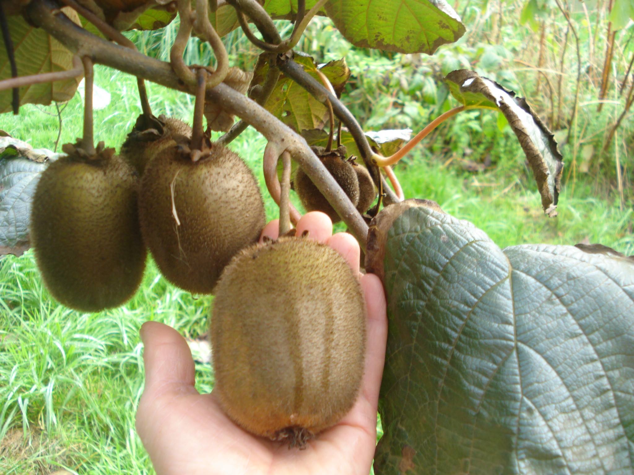 À Saint-André-de-Cubzac, la vigne cède du terrain au kiwi