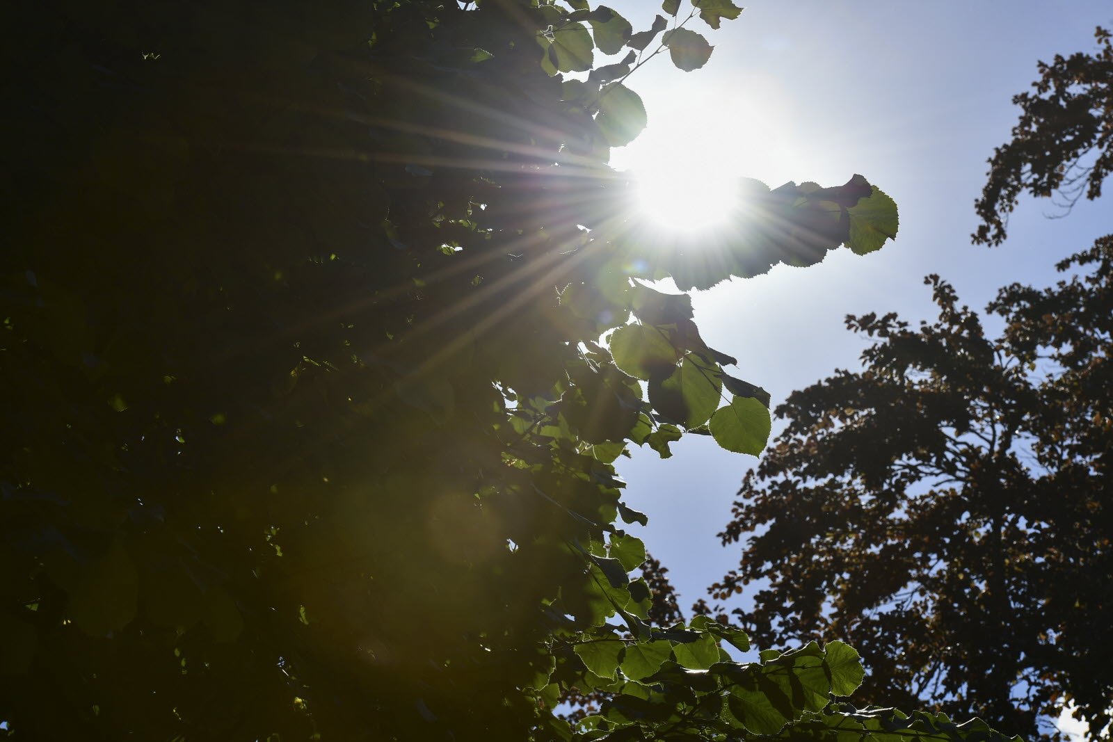 Vague de chaleur et adaptation urbaine : la mairie mise sur la résistance thermique