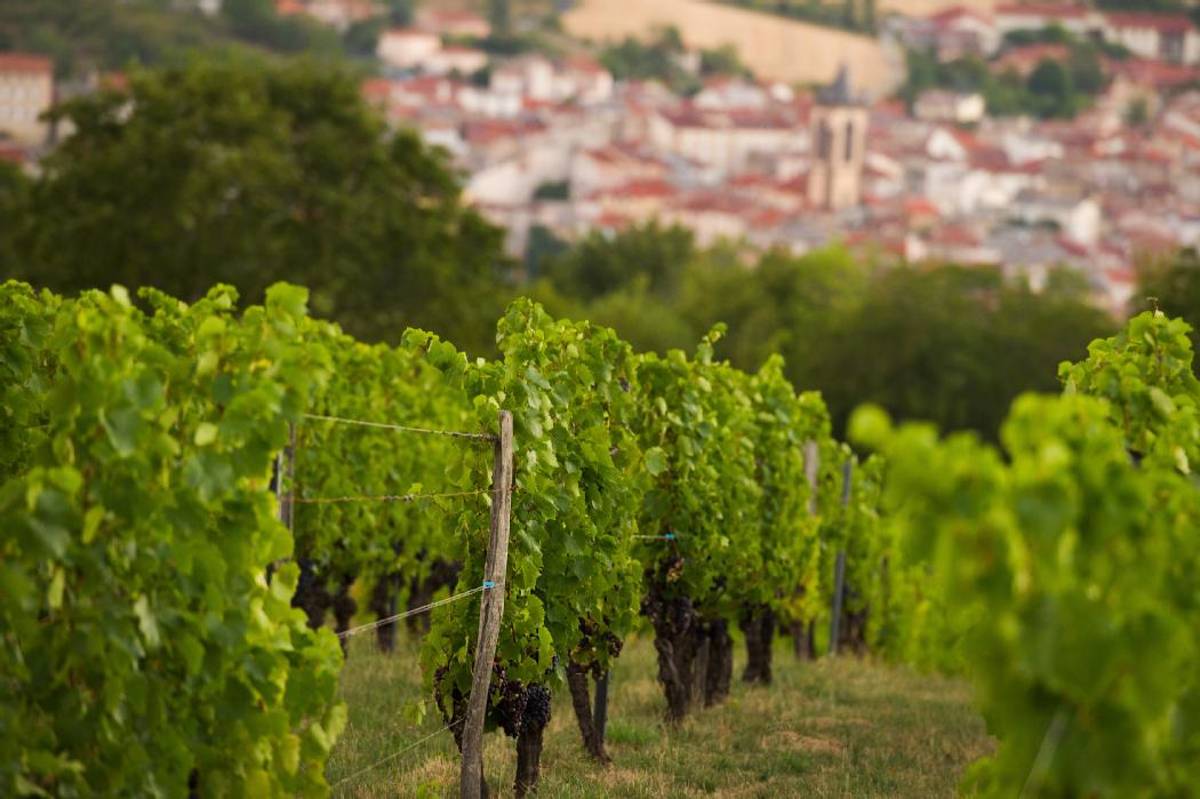 Grêle destructrice sur les vignes girondines pendant la grosse tempête du 13 juin
