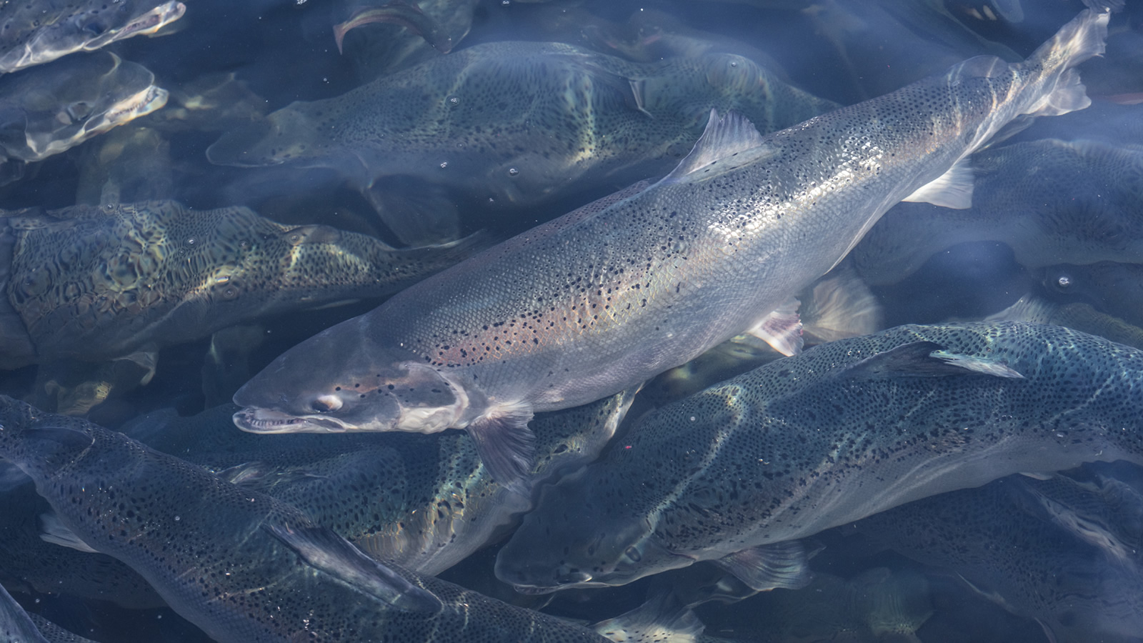 Pure Salmon au Verdon : "bombe rose” sur l’estuaire ? Rencontre avec Estuaire2050 qui monte au front