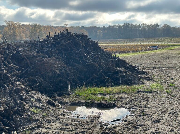 Vignoble bordelais : une réduction historique des surfaces cultivées