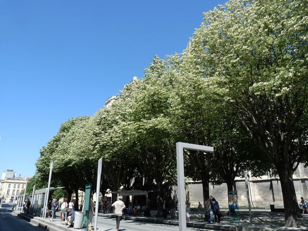 Agression sexuelle présumée à Bordeaux : un sexagénaire interpellé place Pey-Berland