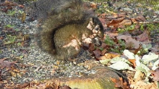 Des excroissances inquiétantes observées chez les écureuils