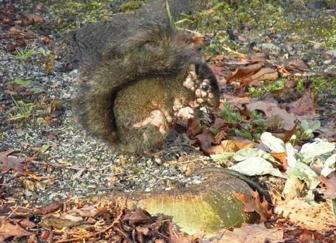 Des excroissances inquiétantes observées chez les écureuils