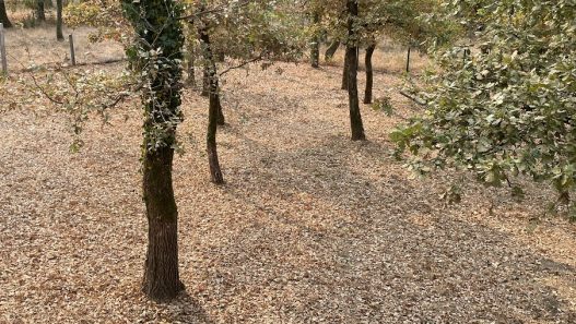 Gironde : pourquoi les arbres perdent leurs feuilles en plein été
