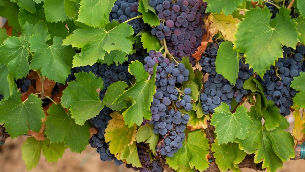 Bordeaux en difficulté face aux nouvelles barrières douanières des États-Unis, Pierre Hurmic et Bernard Farges montent au créneau