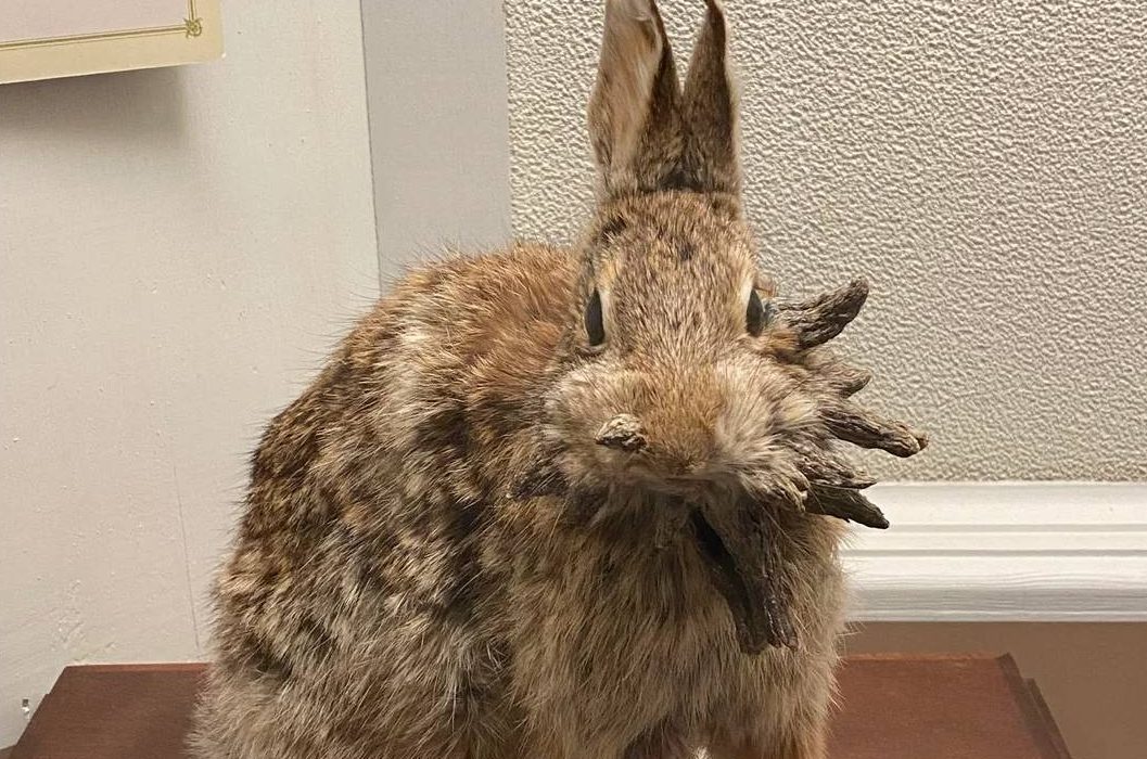 USA : Lapins aux « cornes » noires : un virus sévit dans le nord du Colorado