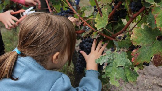 Fête des vendanges : Gradignan invite petits et grands le 27 septembre