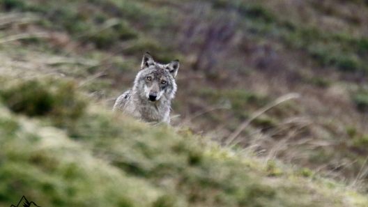 Maransin : attaque sur troupeau en Gironde, chiens errants ou grand prédateur ?