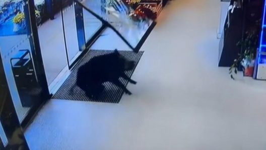 Gironde : un sanglier défonce la vitrine d’un supermarché à Bourg et sème la panique
