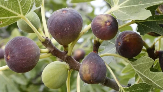 Bordeaux Métropole : le figuier, l’arbre qui défie le béton