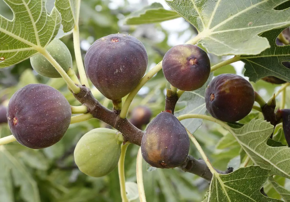 Bordeaux Métropole : le figuier, l’arbre qui défie le béton
