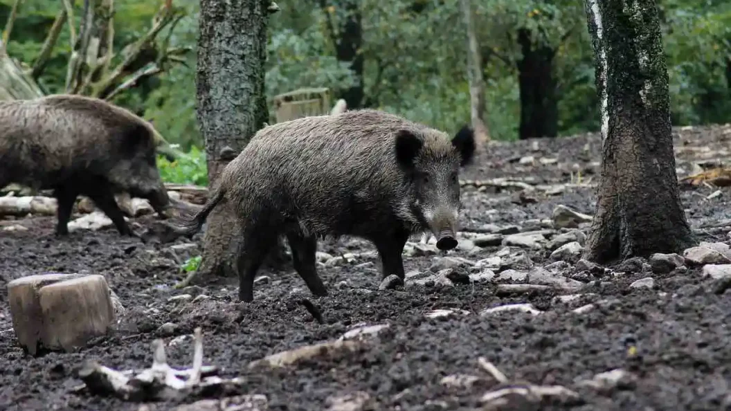 Sécurité à Arcachon : la municipalité organise une régulation des sangliers