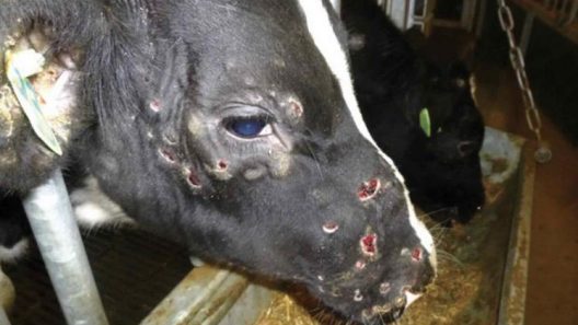 La dermatose nodulaire contagieuse frappe le bétail français, mais c'est quoi exactement?