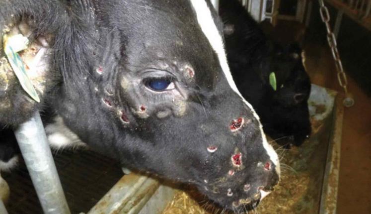 La dermatose nodulaire contagieuse frappe le bétail français, mais c'est quoi exactement?