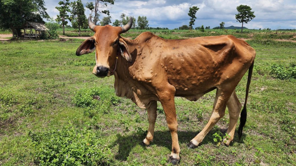 La dermatose nodulaire contagieuse frappe le bétail français, mais c'est quoi exactement?