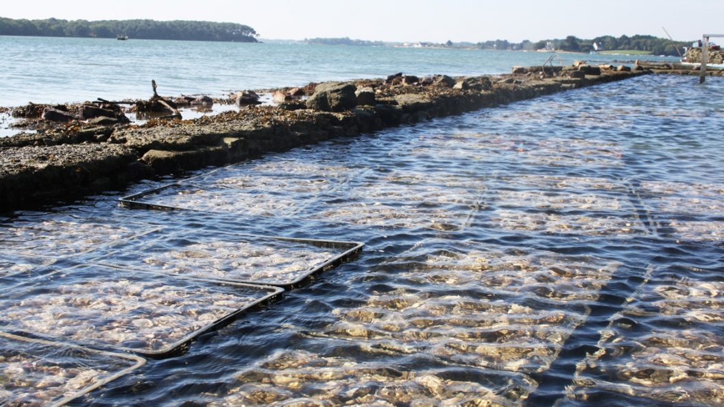 Bassin d’Arcachon : une intervention nocturne met fin à un ramassage illégal d’huîtres