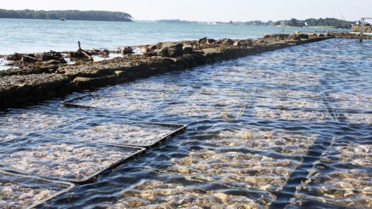 Bassin d’Arcachon : une intervention nocturne met fin à un ramassage illégal d’huîtres